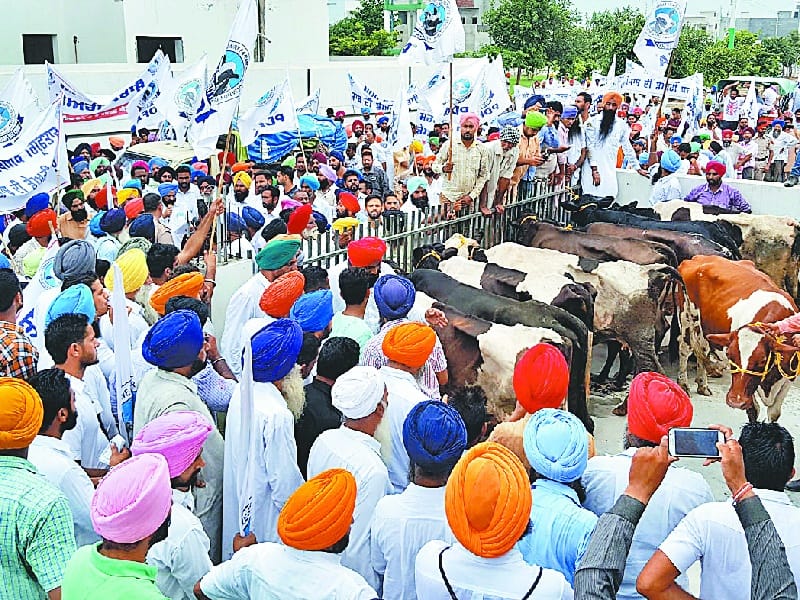 protest, dairy farmers protest in jagraon, jagraon protest