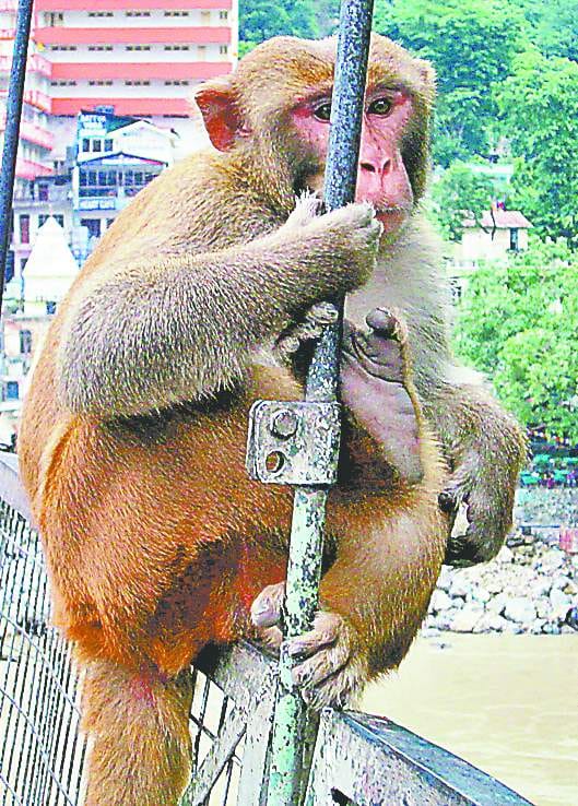 Snake bite 15 thousand, monkey bites compensation