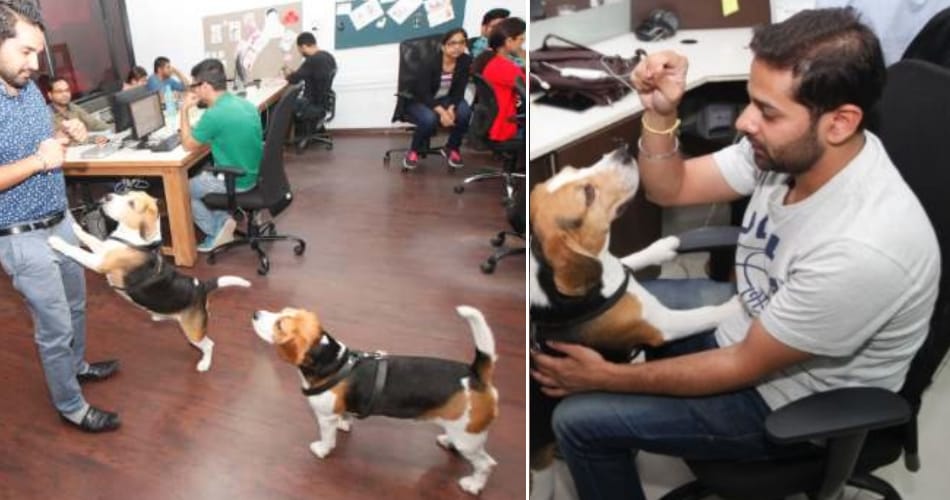 wired company, wired office, weird places, unique company, dogs welcomed in company