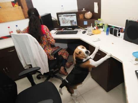 wired company, wired office, weird places, unique company, dogs welcomed in company