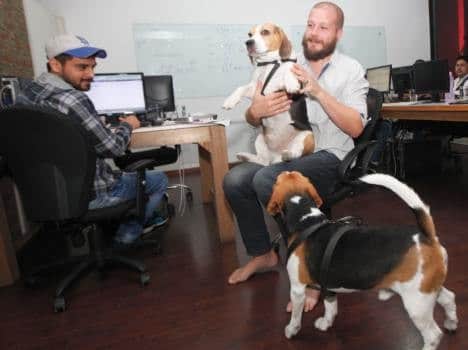 wired company, wired office, weird places, unique company, dogs welcomed in company