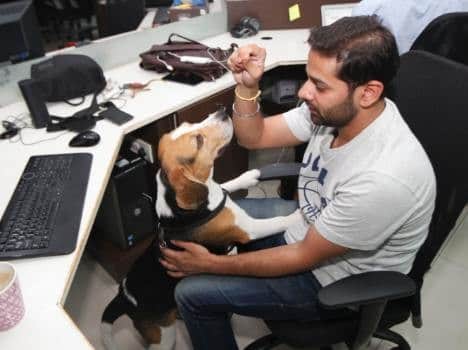 wired company, wired office, weird places, unique company, dogs welcomed in company