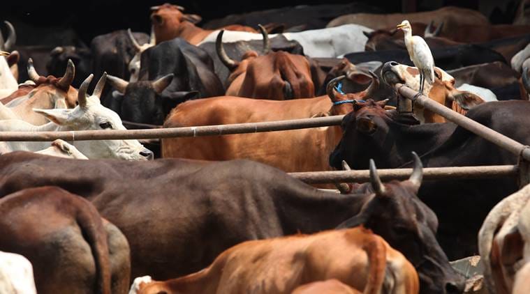BJP abolishes 6-year-old ‘cow awareness’ cell nationally