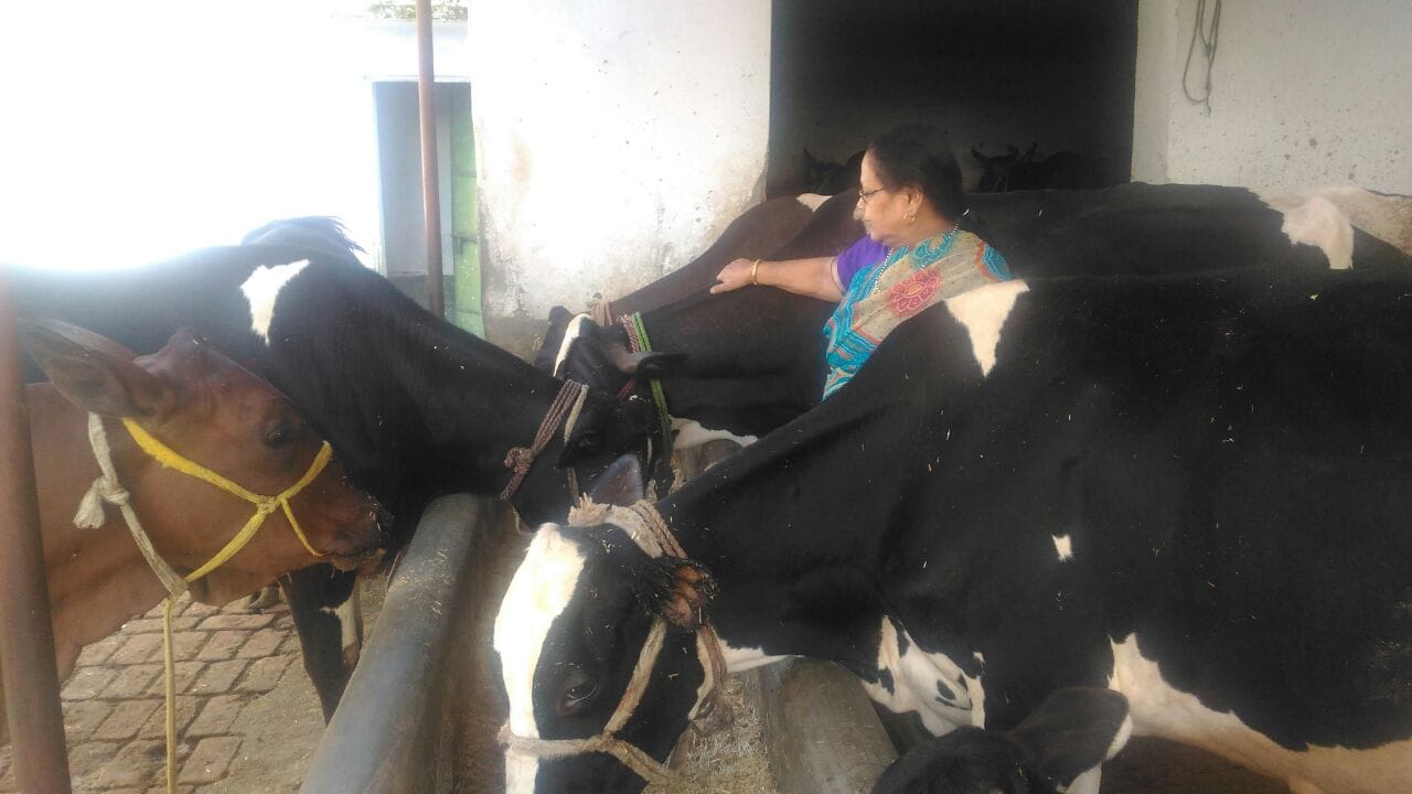 woman give property to cow