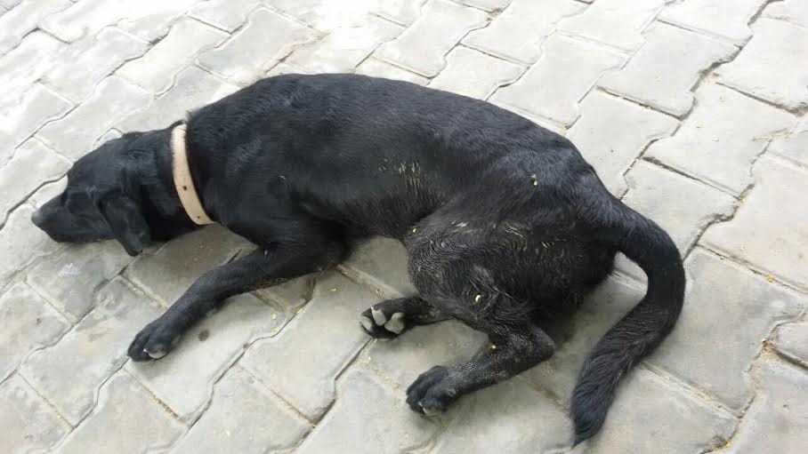 dog bite, child, police arrest honor, crime, case