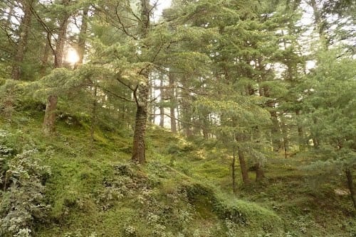 lord save forest in uttarakhand