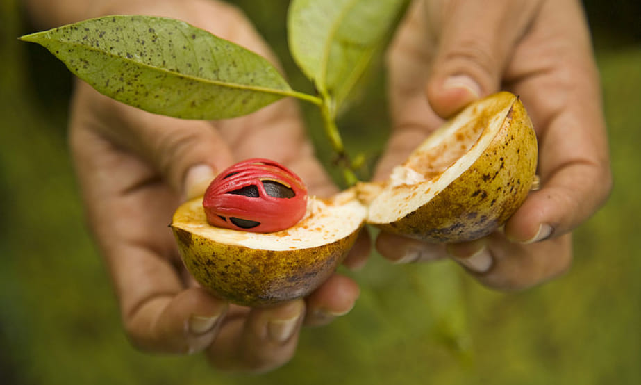 benefits of nutmeg