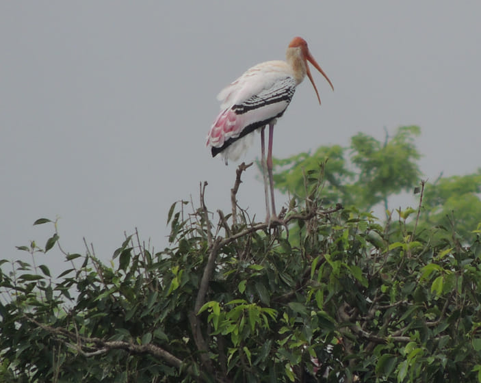 painted stork in kanpur zoo