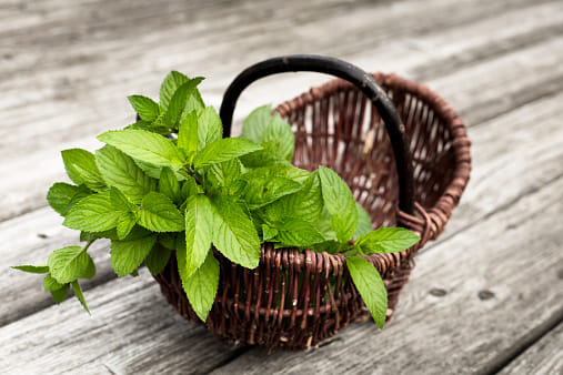 Mentha Industry in shock, not getting foreign orders