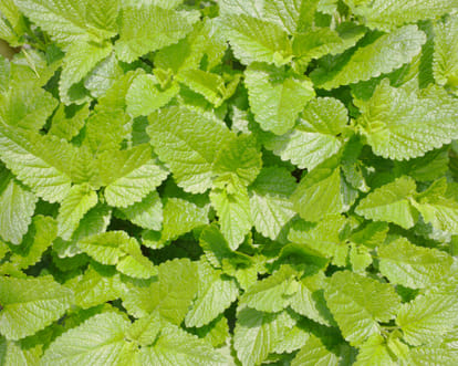 Mentha Industry in shock, not getting foreign orders