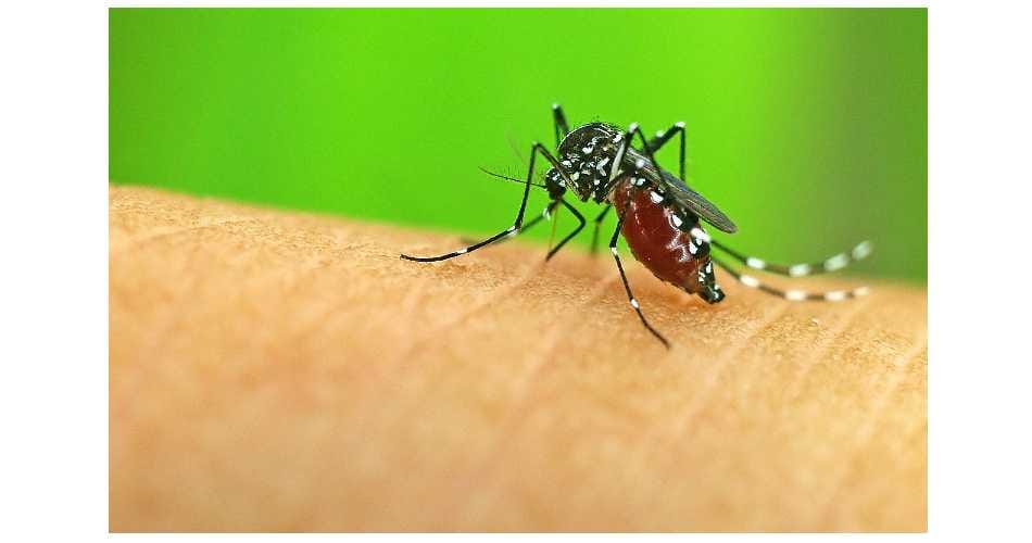 malaria in sirsa, mosquito, malaria department, service cut, health department