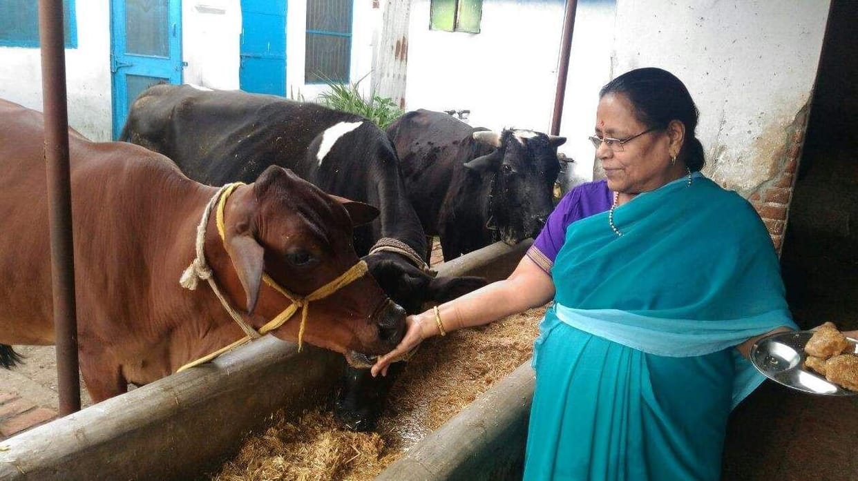 woman give property to cow