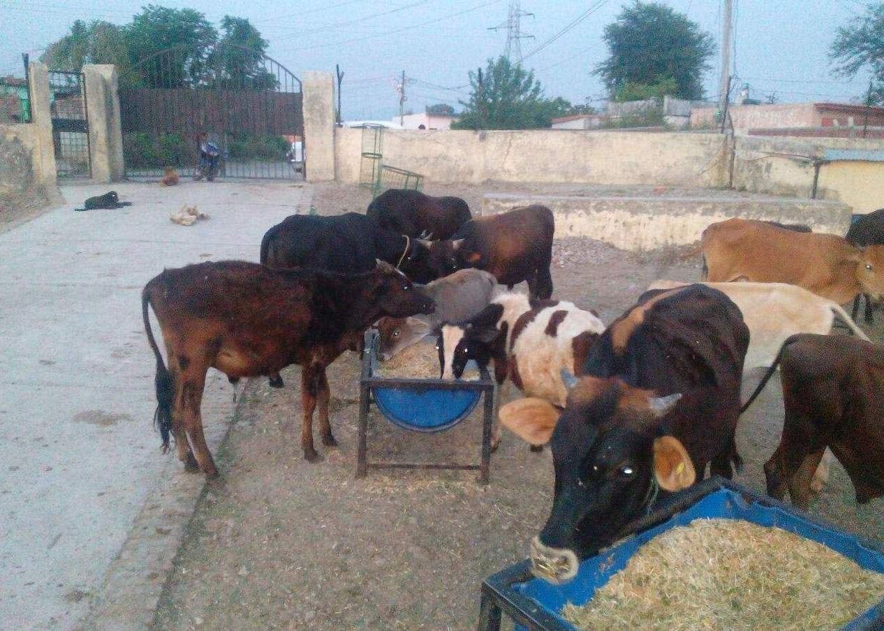 woman give property to cow
