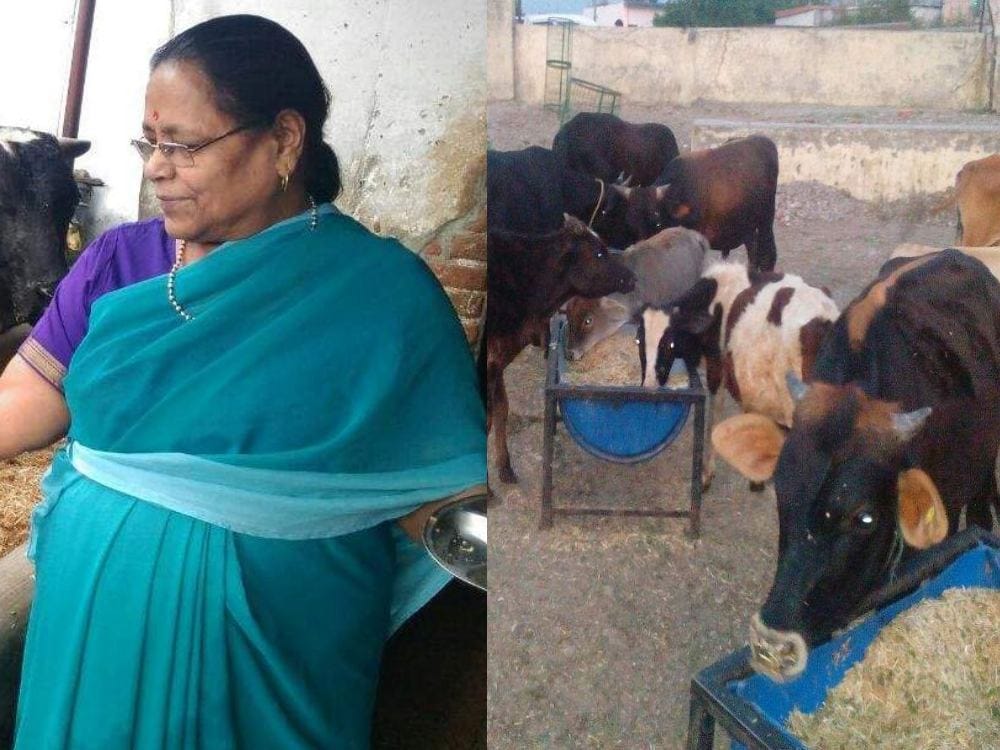 woman give property to cow