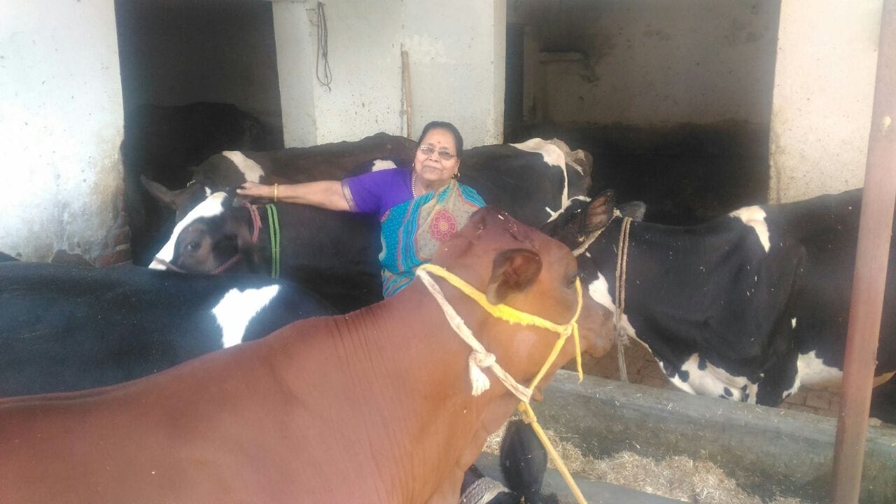woman give property to cow