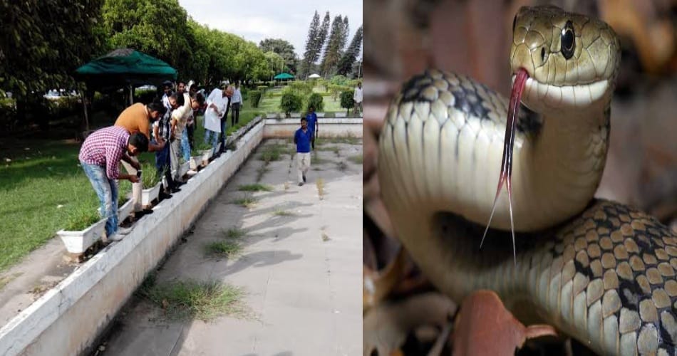  pu, punjab university, snake, snake found, pu campus, chandigarh,