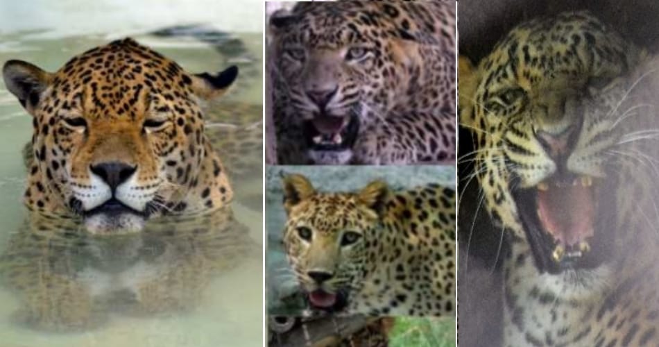 love story, ajab gajab love story, leopard love story, unique love story, animals love story