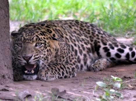 love story, ajab gajab love story, leopard love story, unique love story, animals love story