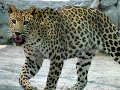love story, ajab gajab love story, leopard love story, unique love story, animals love story