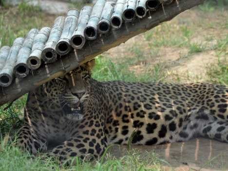 love story, ajab gajab love story, leopard love story, unique love story, animals love story