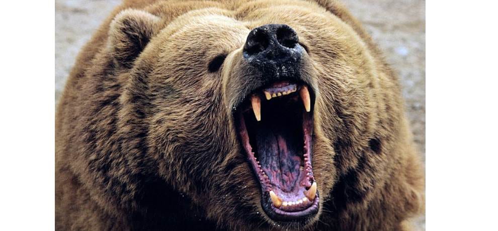 old woman fight with wild bear