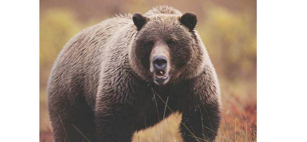 Two bear attacks on people, seriously injured.