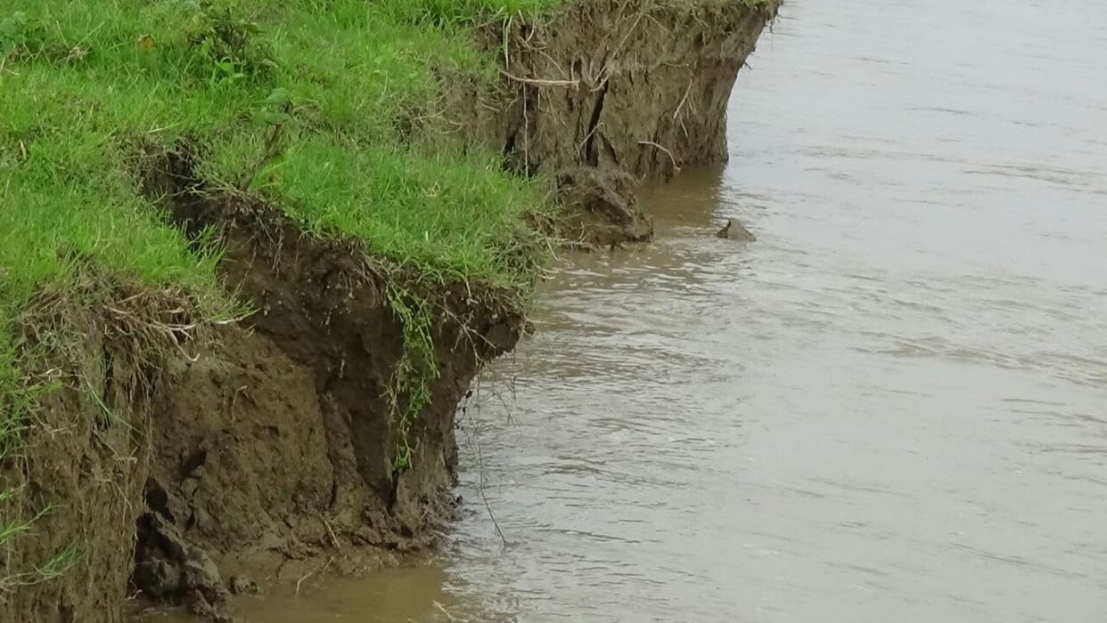 Fourteen hundred bigha farm has cut skirt