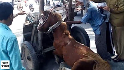 Shameless incident of mankind in haldwani