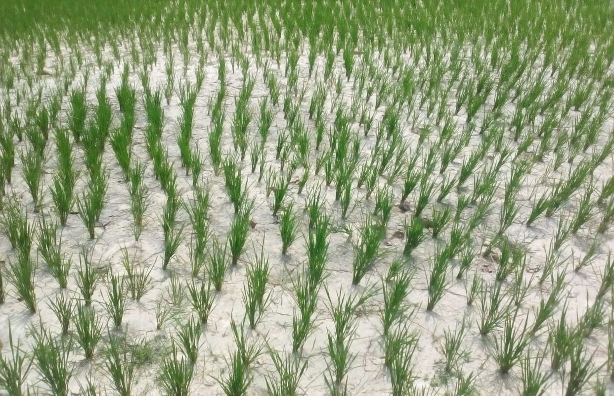 Crops wither away in the hope of rain was