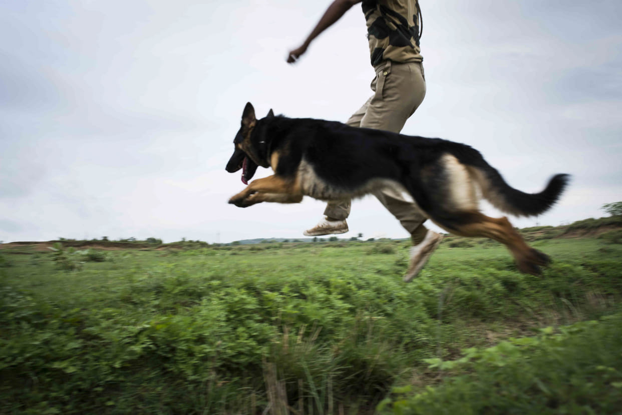 dog save life of youth