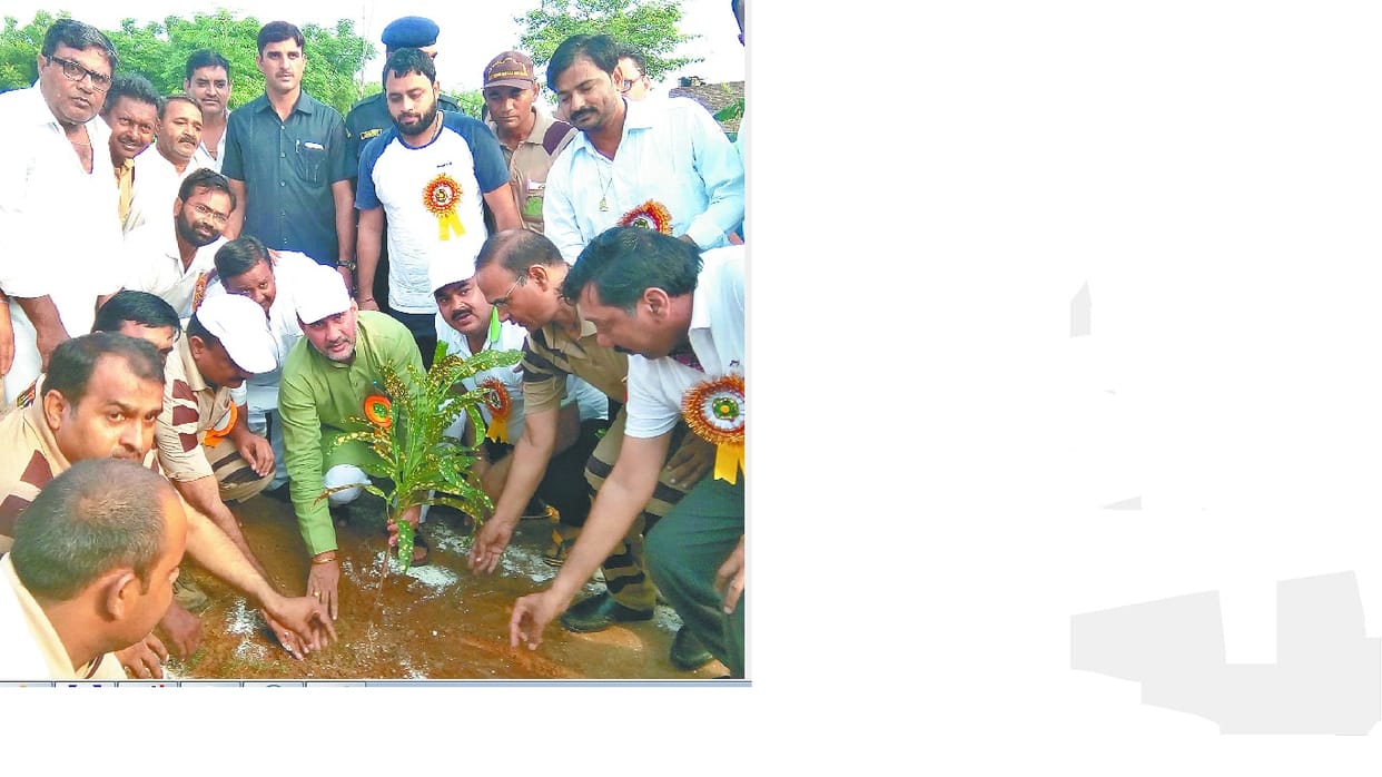 dera premi bow thousands treies, barala bow tree, fatehabad
