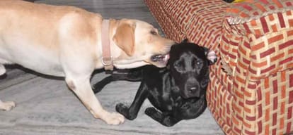 Former union minister of state dog lost, reunited four in 26 hours