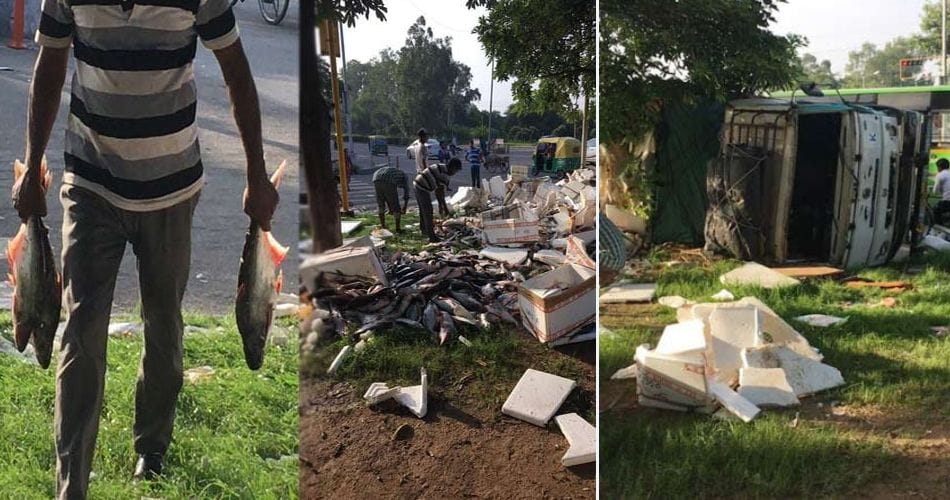seven lak fish spreaded on road in chandigarh, see photos of crazy people