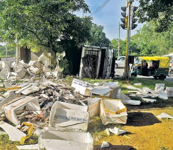 seven lak fish spreaded on road in chandigarh, see photos of crazy people