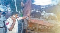 jind, harayana,crime news, track captured,  cow,  harayana