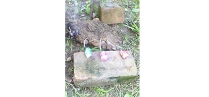 Upla Bomb to protect crops from animals