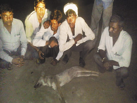 Two wolves attack wounded three rural