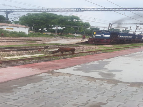 at the edge of railway track causes animail,s death everyday