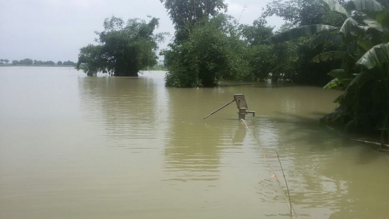 Submerged paddy