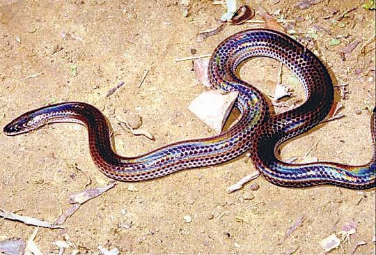 Young people who are bitten by a snake catching snakes, death