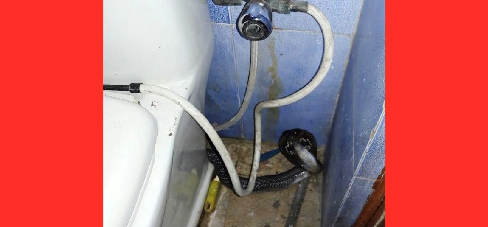 cobra hiding in the bathroom