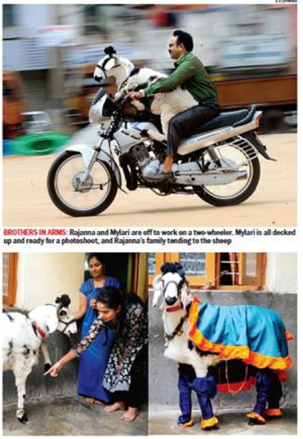 Meet Mylari sheep, who loves beer and bike rides 