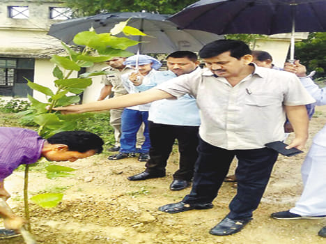 One million trees planted