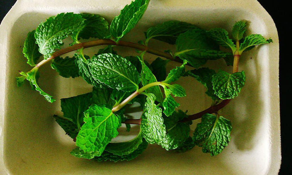 home remedies for motion sickness