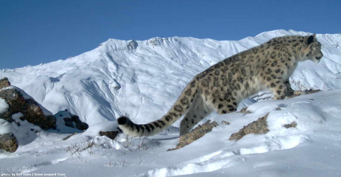 first survey of snow leopard by Google Map