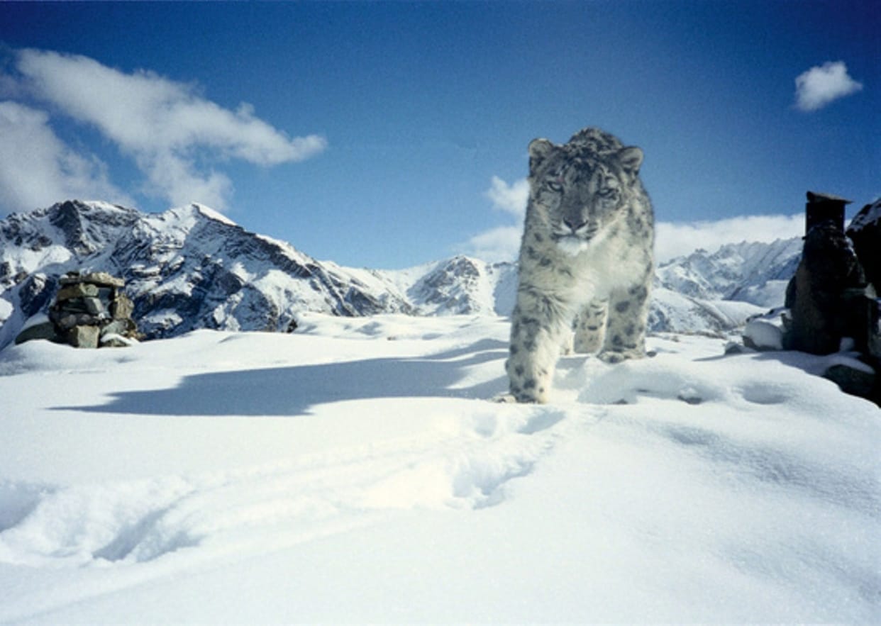 Four snow leopards caught on camera's footprints