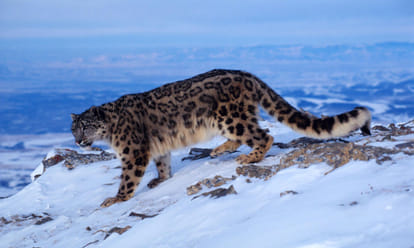 Snow leopard census in Himalayan Range Himachal Pradesh for First time