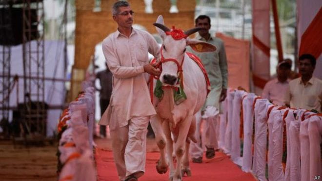 BJP workers killed the cow move