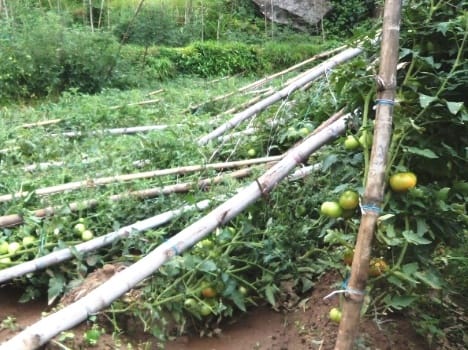 due to heavy rain weat crop distroy.