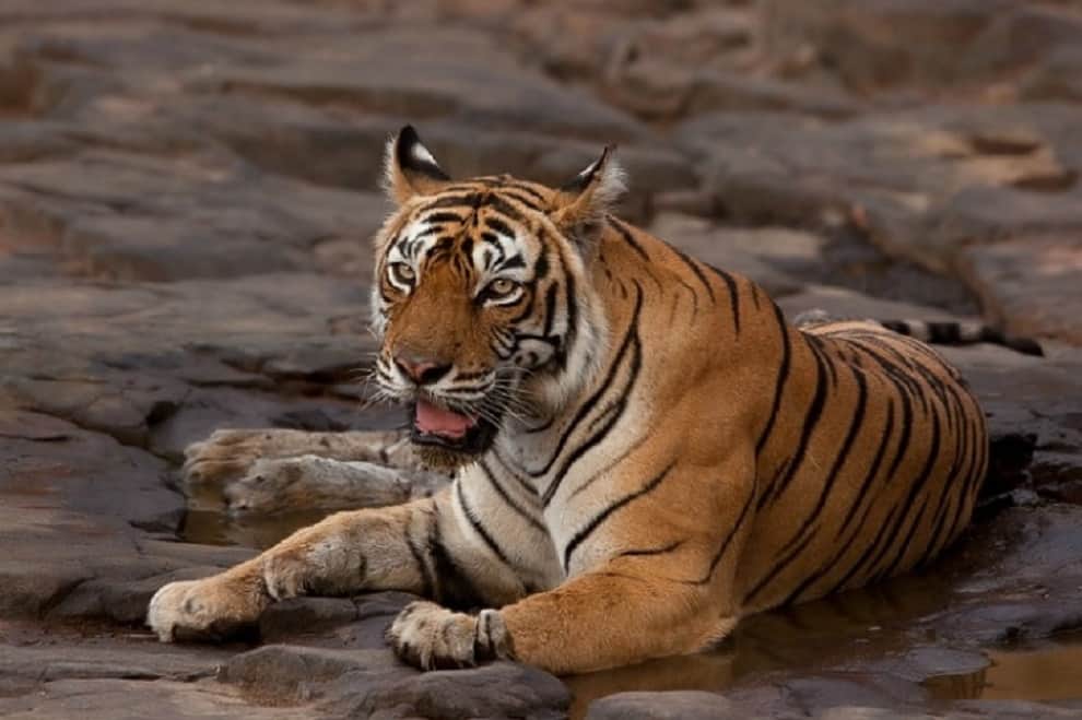 Legendary Ranthambore tigress 'Machhli' dies